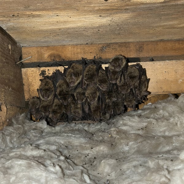Bat Surveys and Building Projects: Seasons, Licences and Costs