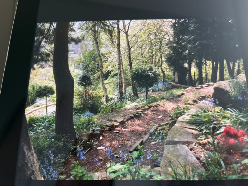 Woodland garden path with birch trees, stone borders, blue muscari flowers, and red azaleas in dappled sunlight