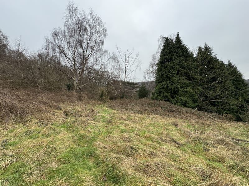 Overgrown hillside with matted grass, bare deciduous trees, and evergreen conifers under overcast winter sky