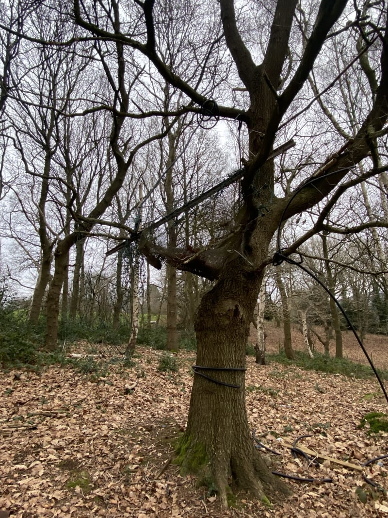 Bare winter tree with mesh netting installation and cables wrapped around trunk in woodland setting with fallen leaves