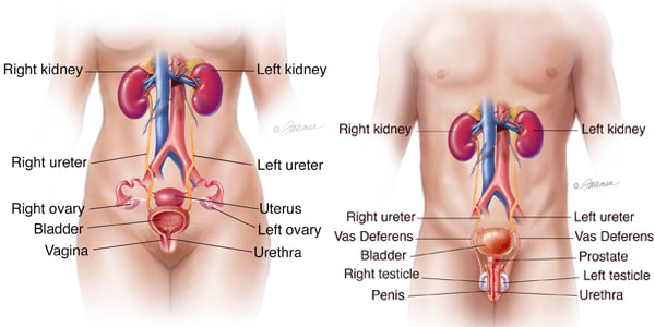 UrinaryTractsCombined UrinaryTractsCombined