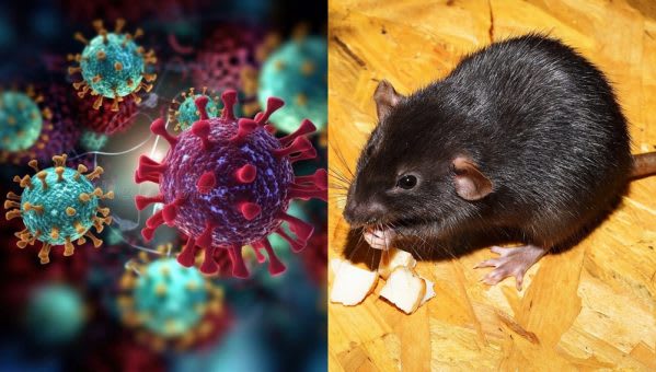 Hantavirus-599x340
