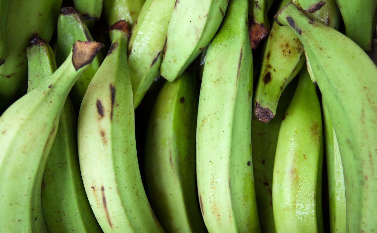 Unripe-plantains-blog Unripe-plantains-blog