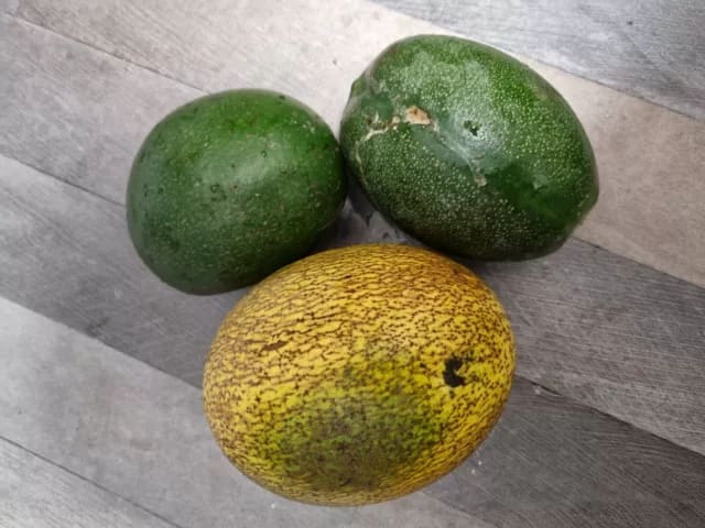 Osu-Fruit-Abere Osu-Fruit-Abere