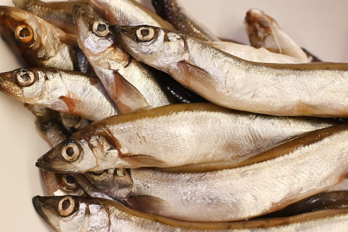 irenna-fish-8210152_1920 irenna-fish-8210152_1920