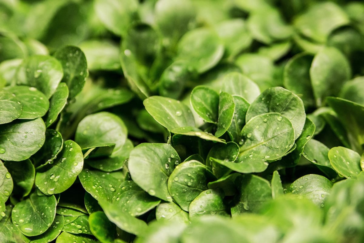 andreasaux-lettuce-264826_1920 andreasaux-lettuce-264826_1920