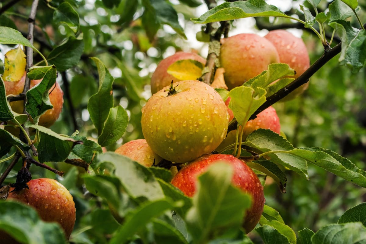 lichtsammler-apple-4055926_1920