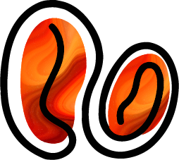 Boromoto