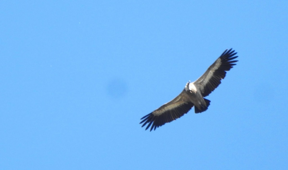Buitre leonado en vuelo sobre el valle, sujeto habitual de la semana