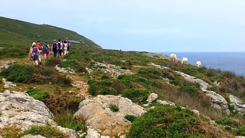 Walkers on the coastal shelf beside wild horses