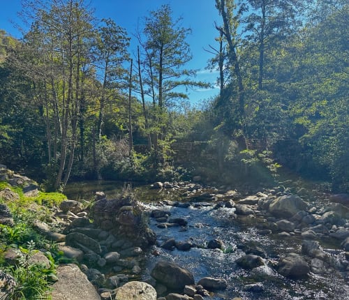 The river Saja through Atlantic woodland