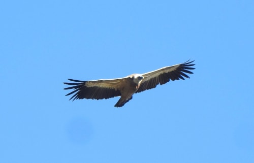 A griffon vulture over the valley