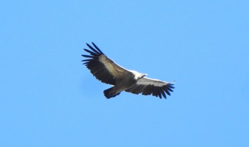 Griffon vultures riding the reserve's thermals
