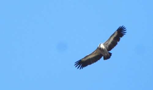 A griffon vulture in flight, close up