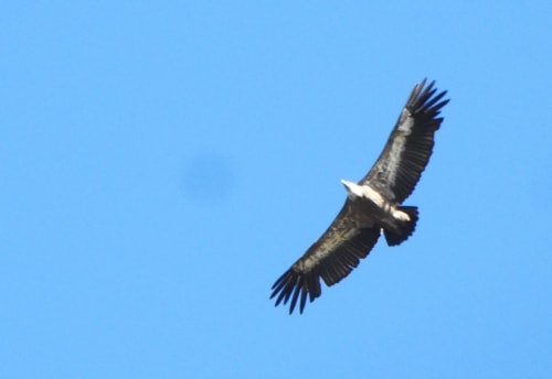 A raptor gliding over the Saja ridgelines