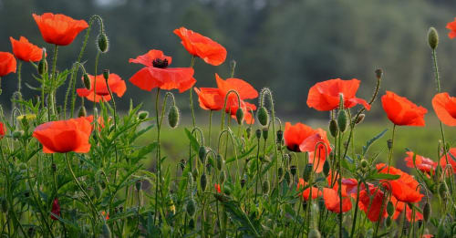 World War I - A Journey of Memory & Meaning with Wings
