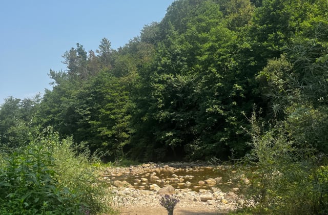 El robledal de Ucieda: bosque de la Reserva del Saja