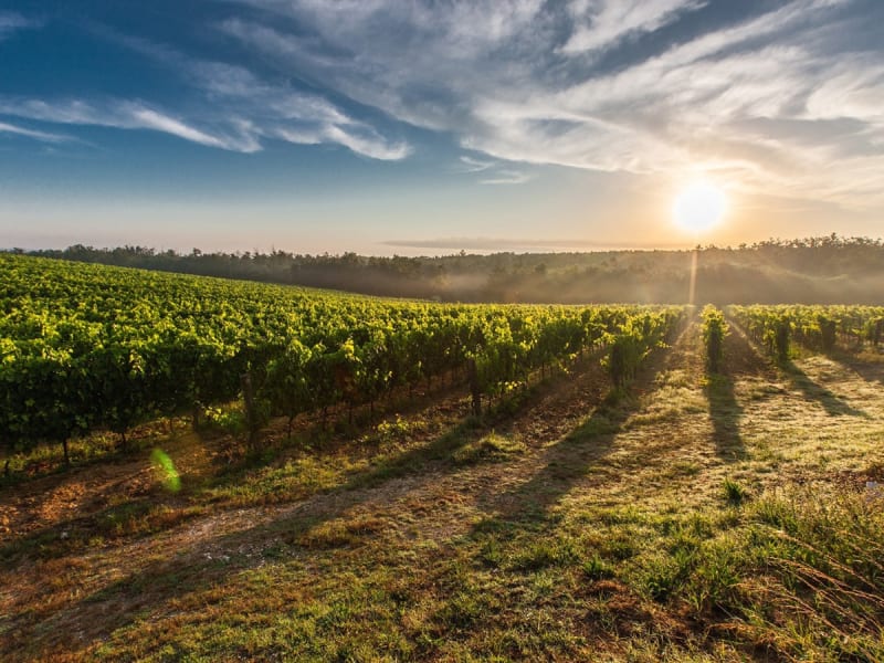 Vino y senderismo en el norte de España