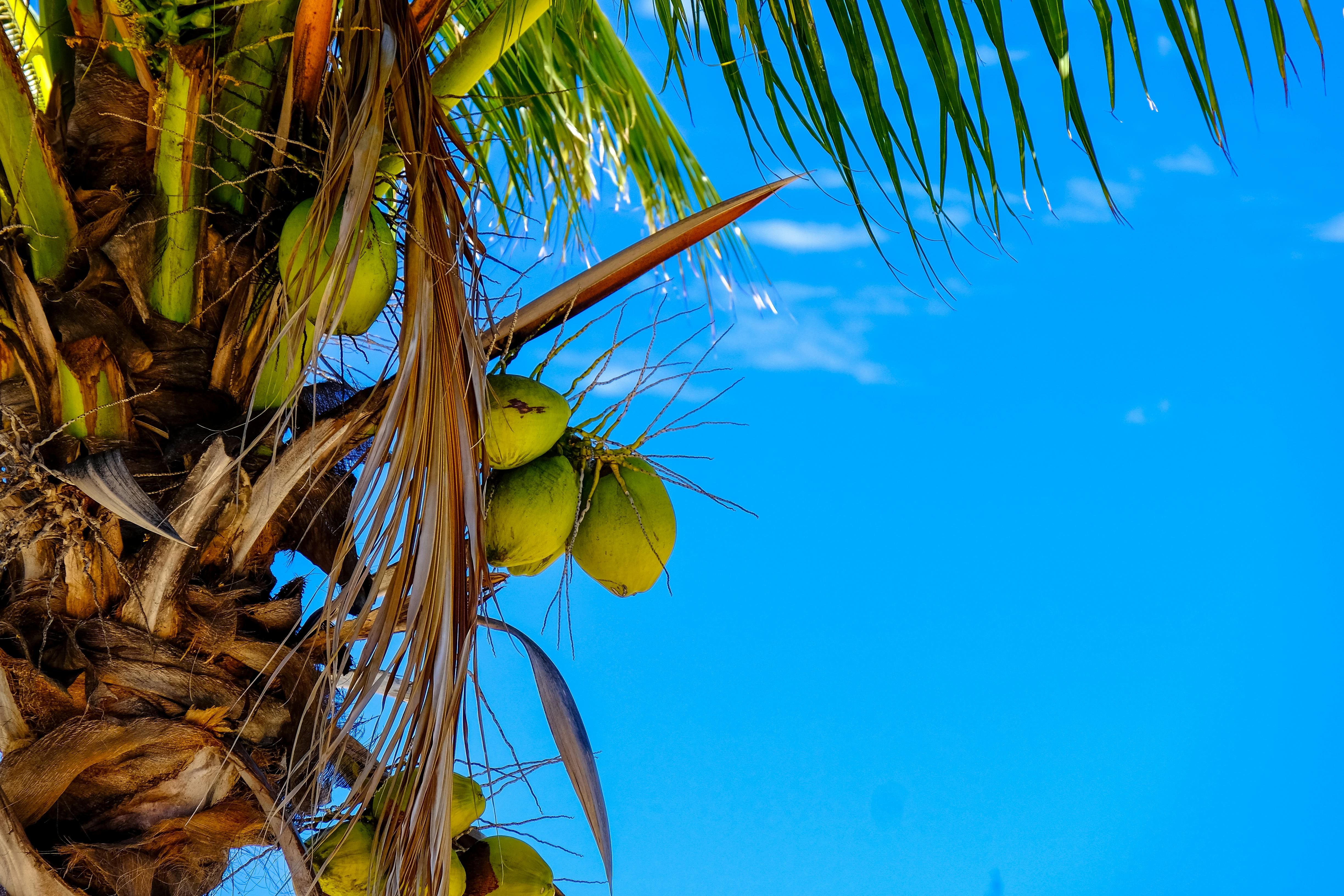 Mauritius