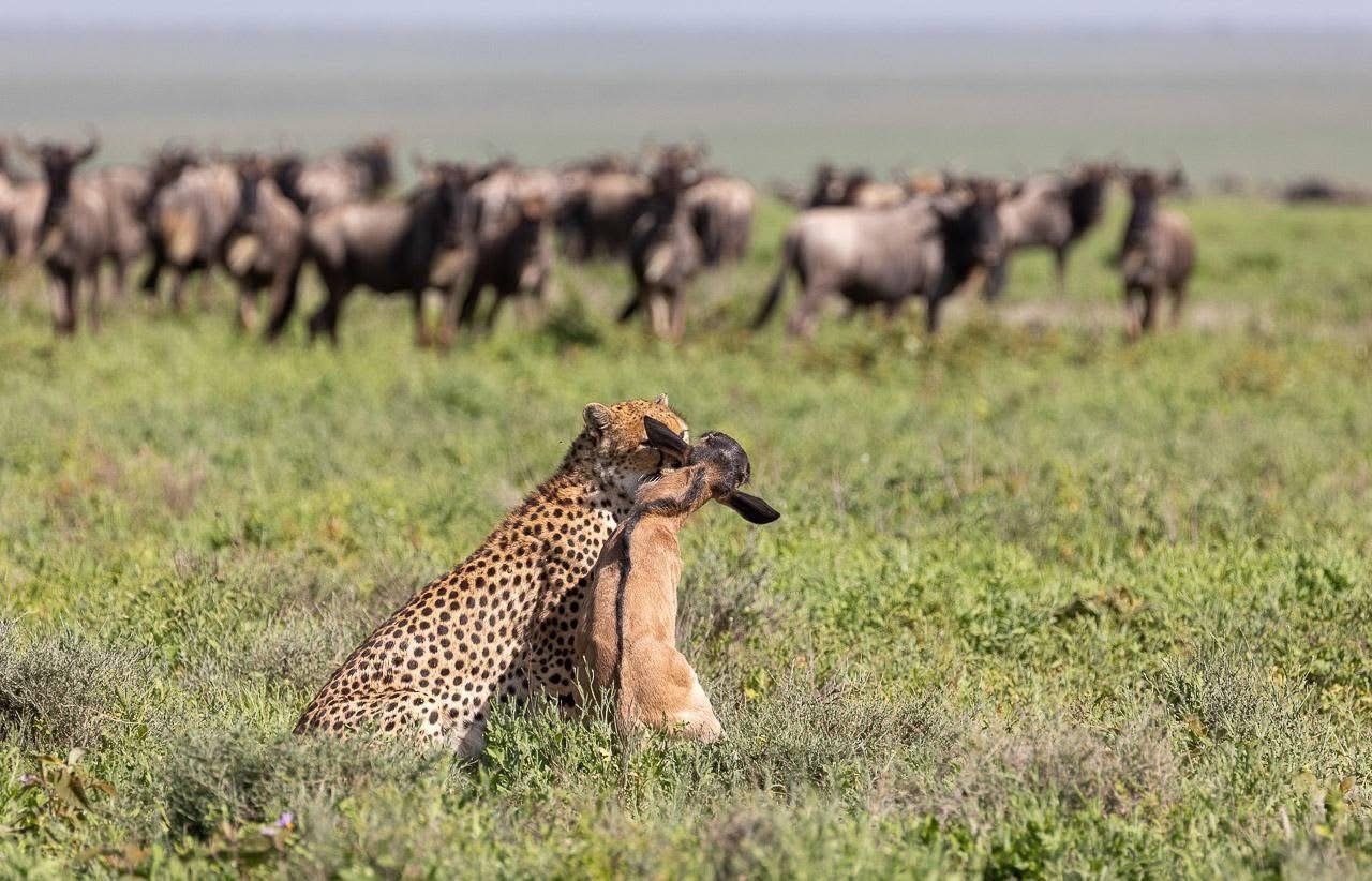 Cheetah with kill on the Serengeti-Mara plains