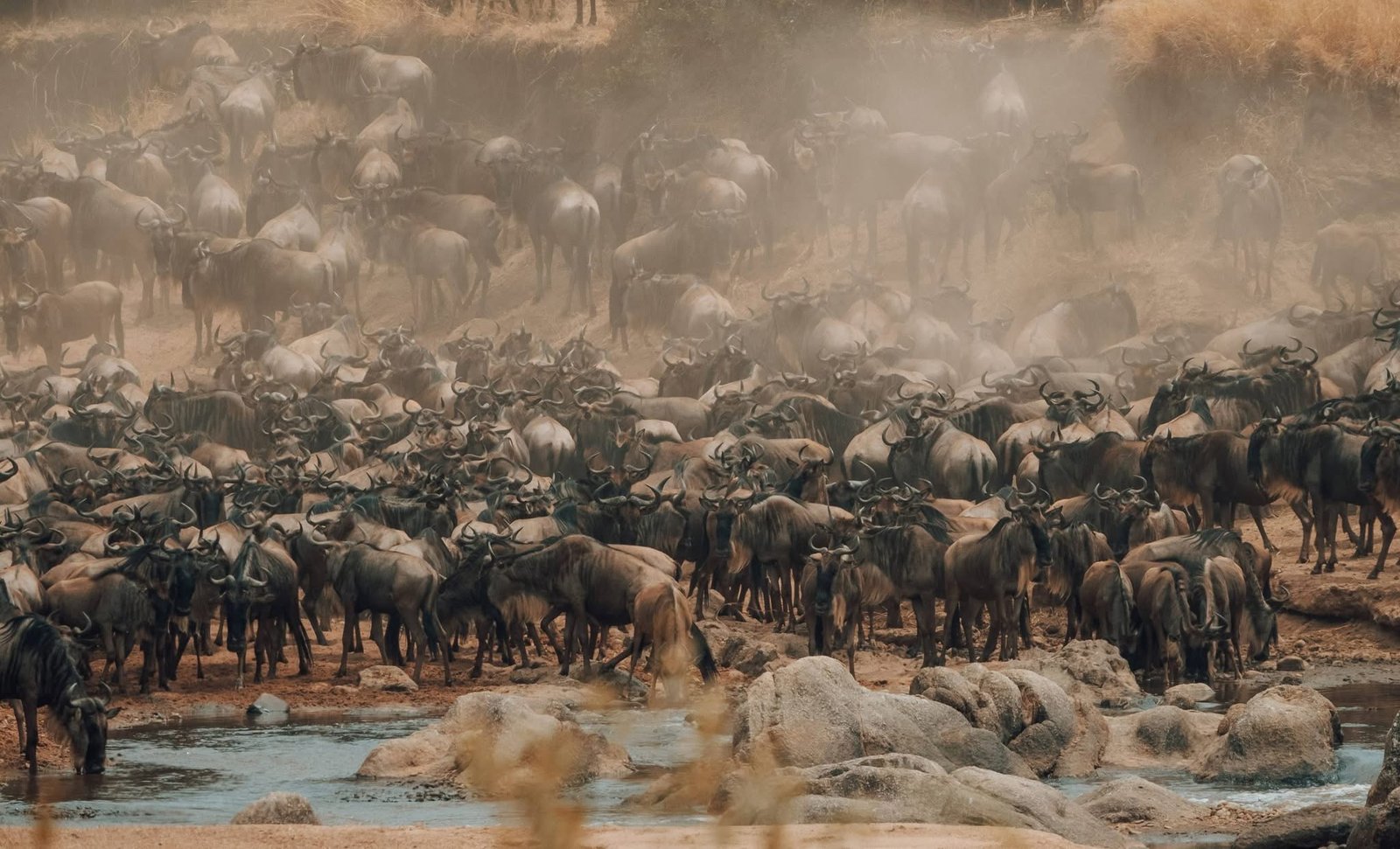 Wildebeest herd at Mara River crossing during the Great Migration