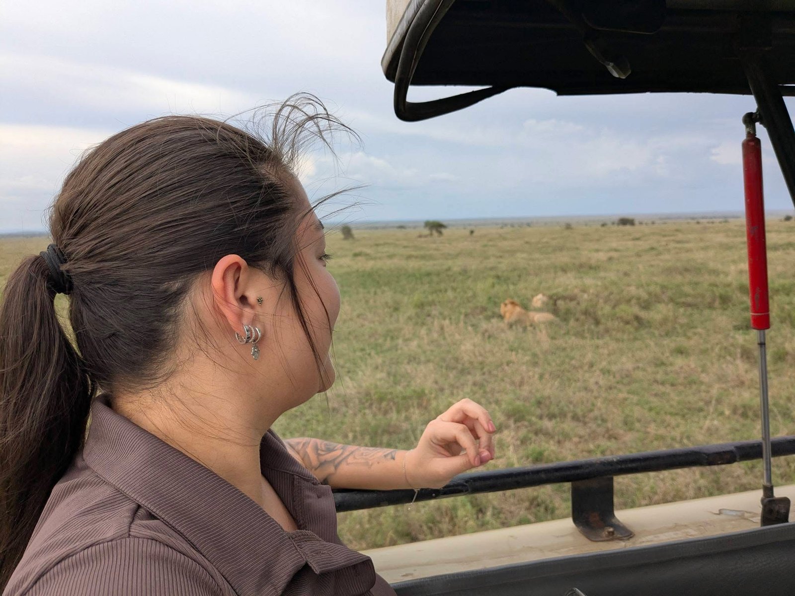 Safari guest spotting a lion from game drive vehicle