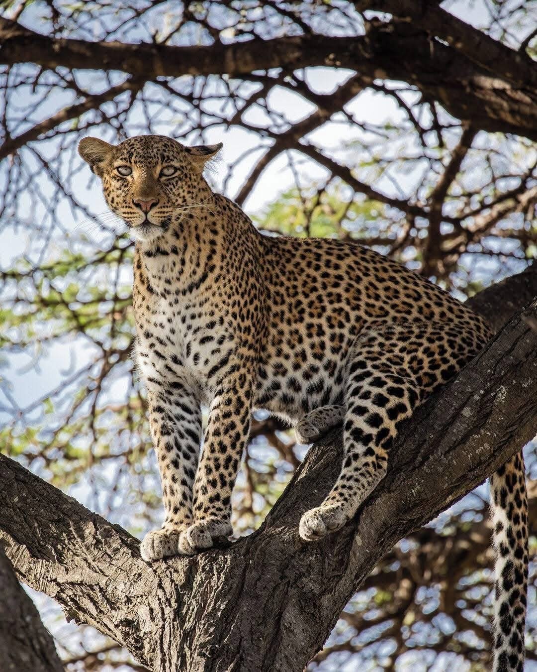 Leopard standing alert in an acacia tree in the Serengeti, dry season Big Five wildlife sighting