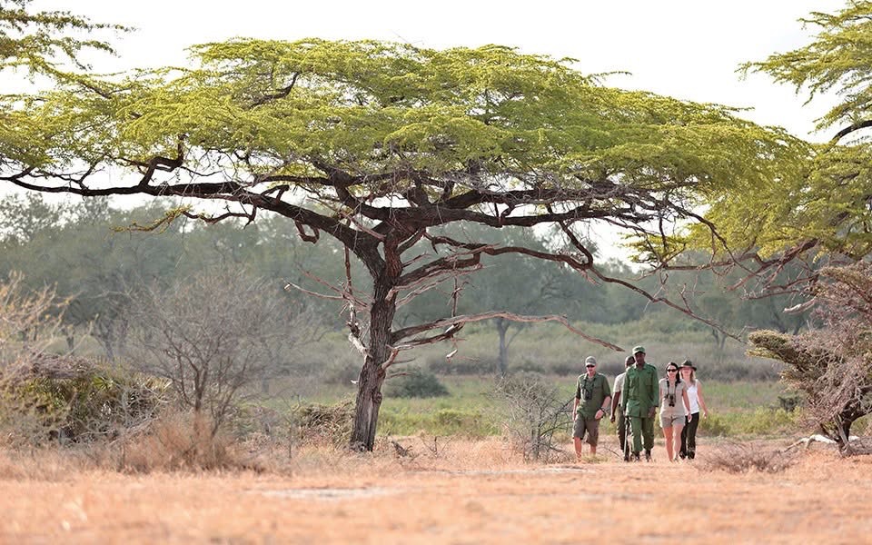 Walking safari group with a Maasai guide in the Ngorongoro Highlands