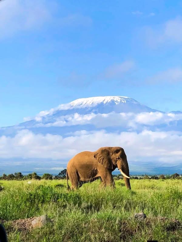 Elephant herd crossing an open plain in Amboseli with the snow-capped peak of Mount Kilimanjaro behind, Kenya safari