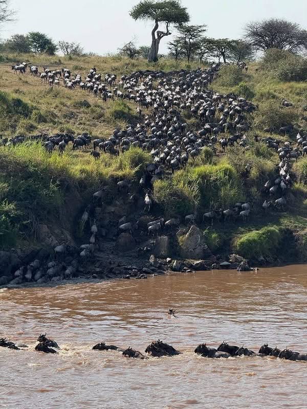 Wildebeest crossing the Mara River with water spray and a steep bank behind, Great Migration in the Masai Mara Kenya