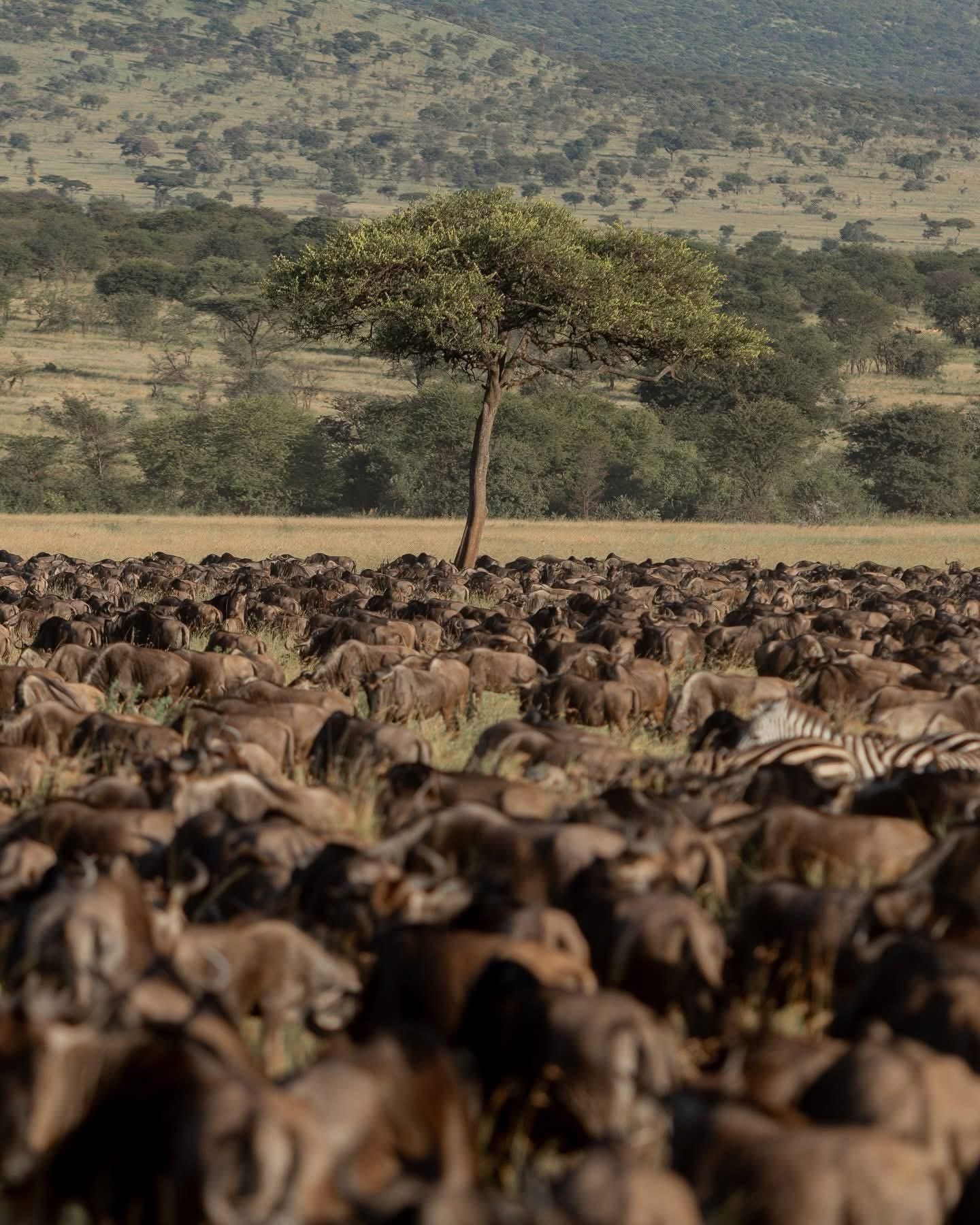 Wide view of the Masai Mara grassland at golden light with scattered acacia trees and grazing wildlife, Kenya safari