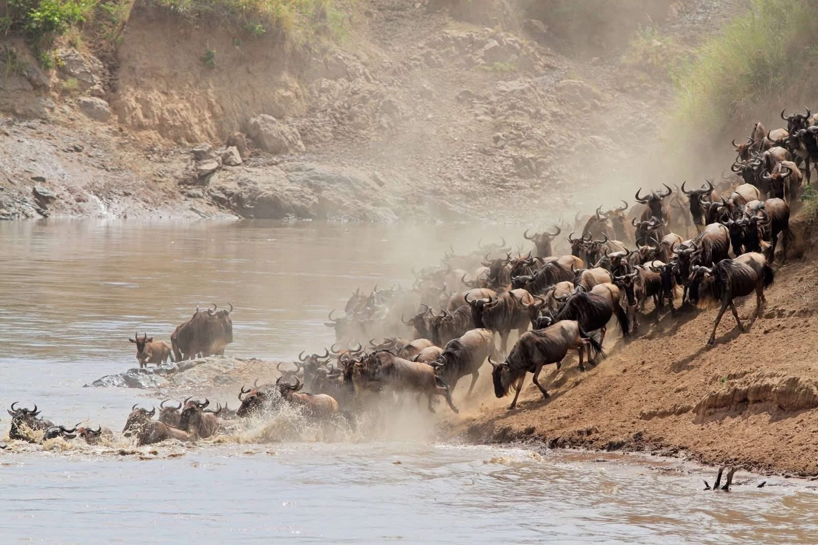 Wildebeest herd moving in a long line across the Serengeti plains