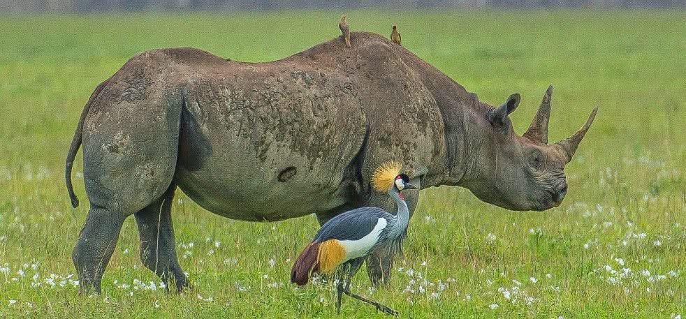 Black rhino grazing on the Ngorongoro Crater floor, critically endangered eastern black rhino in Tanzania