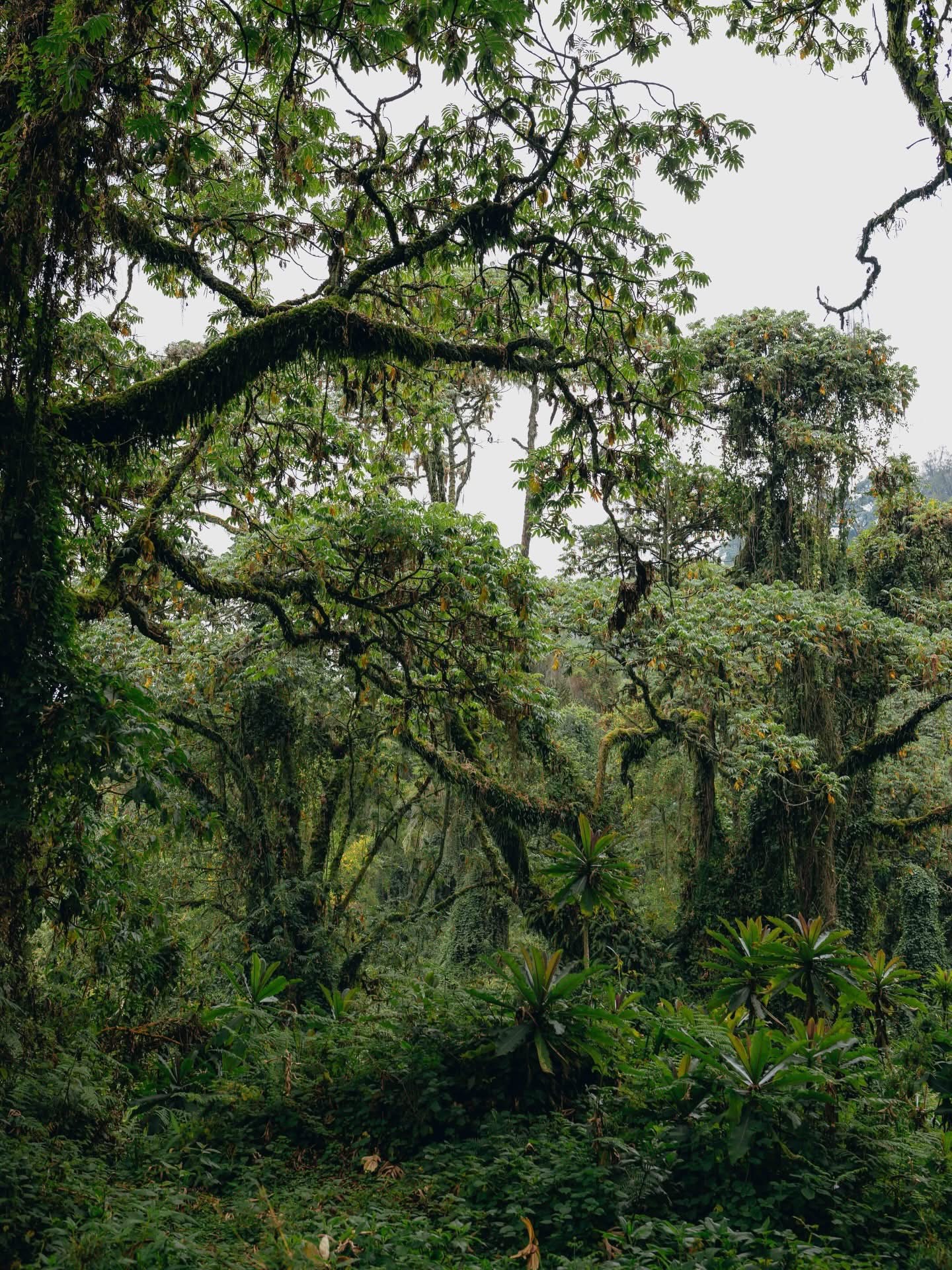 Silverback mountain gorilla in Volcanoes National Park, Rwanda, with the Virunga peaks behind
