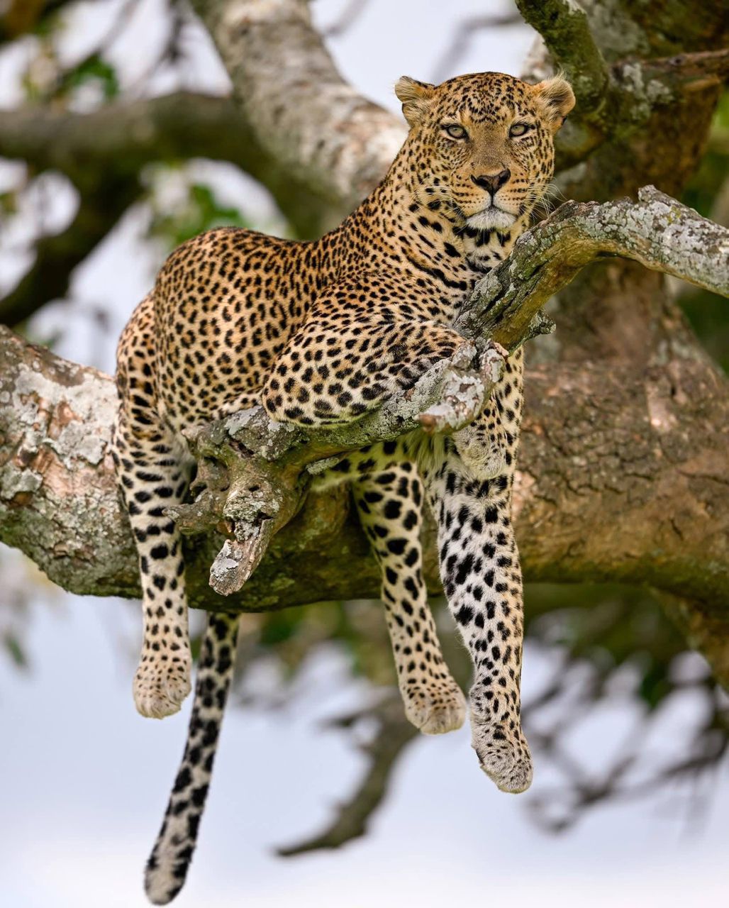 Safari guest photographing a leopard from a pop-top Land Cruiser in the Serengeti, Tanzania wildlife photography
