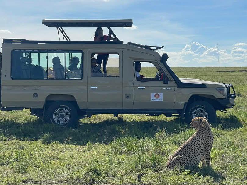 Panoramic view of the Serengeti plains at dawn with golden light across open grassland, Tanzania northern circuit safari