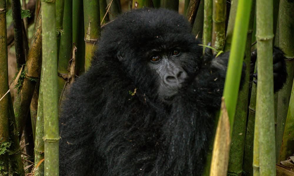 A silverback mountain gorilla in the dense forest of Bwindi Impenetrable National Park, Uganda