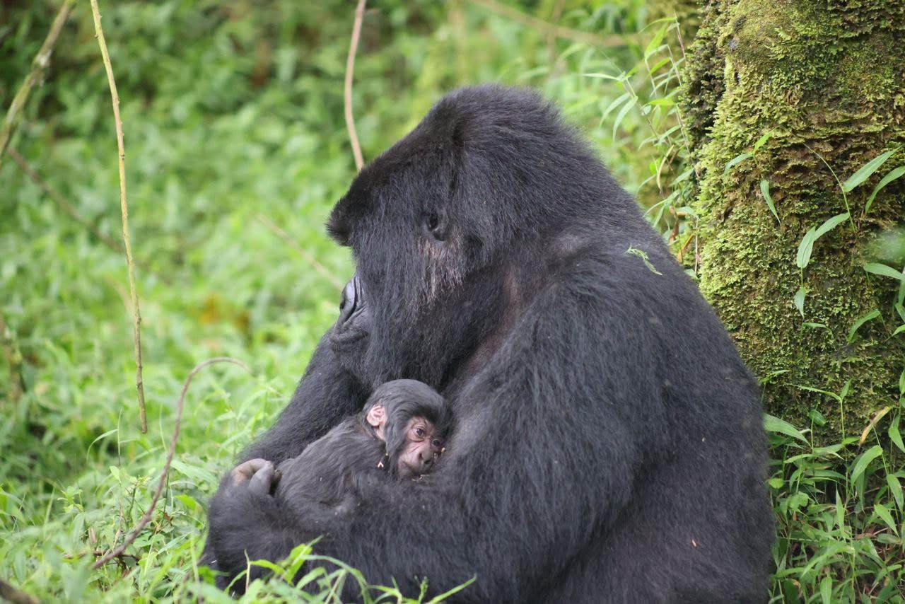 A mountain gorilla family resting in the undergrowth of Bwindi Impenetrable National Park