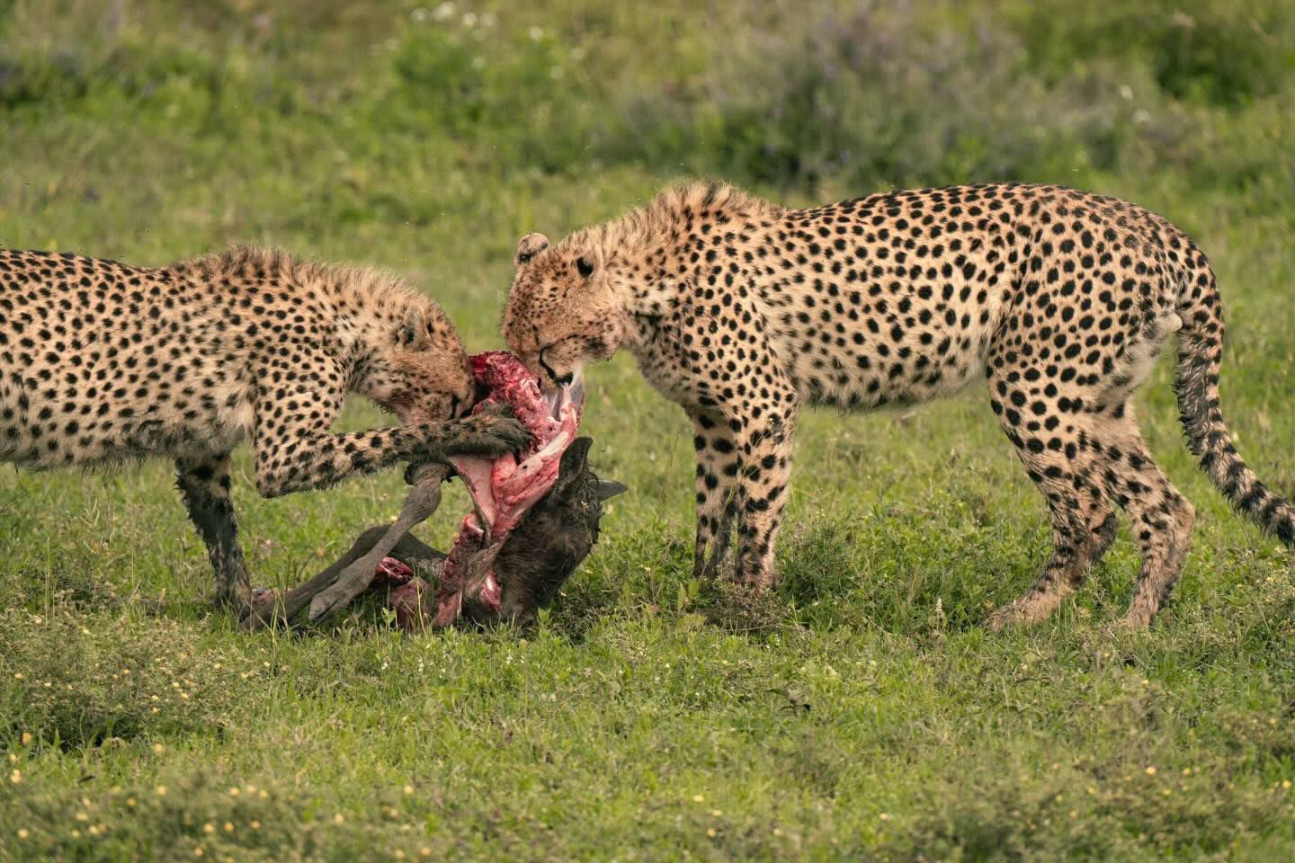 Two cheetahs feeding on a fresh kill on the Serengeti green season plains