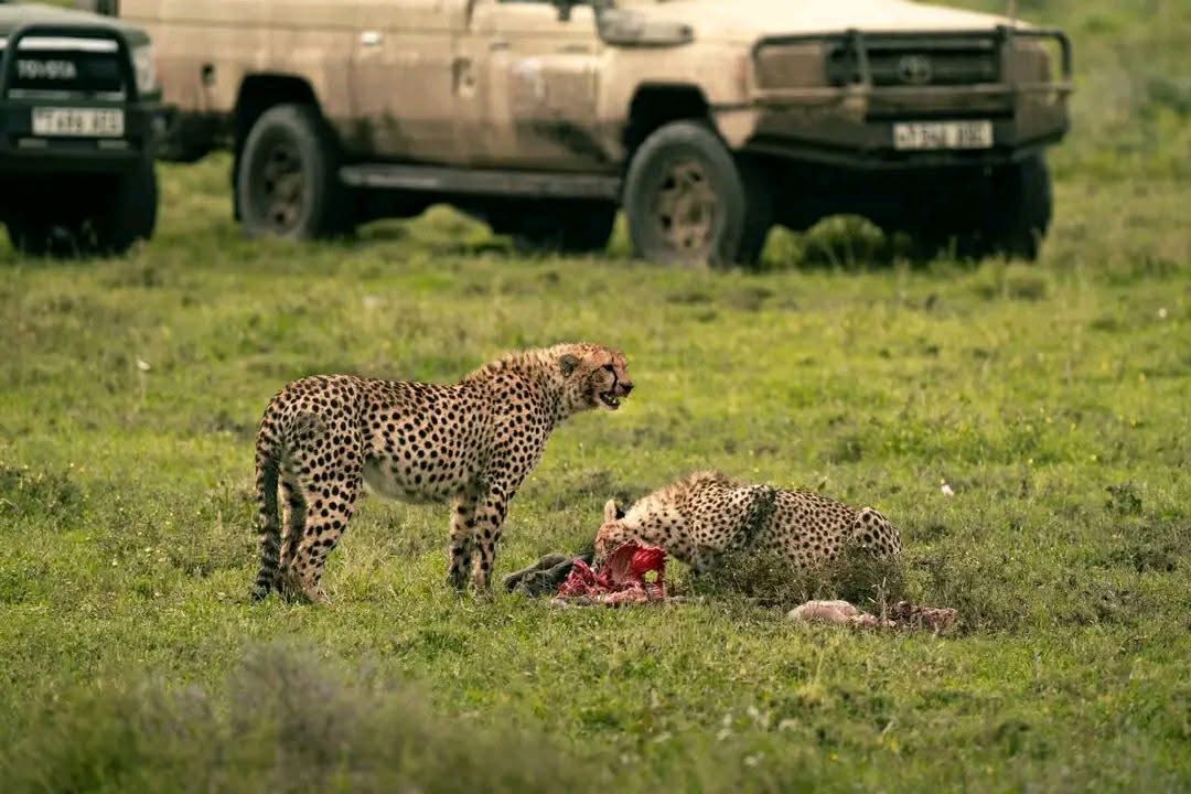 Cheetah coalition feeding with safari vehicles positioned nearby on the Serengeti plains