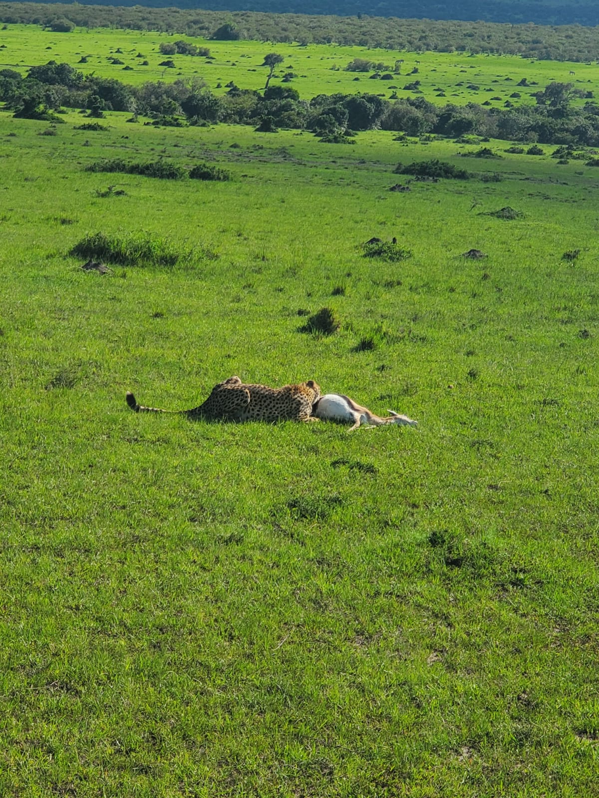 Wildebeest crossing the Mara River during the Great Migration