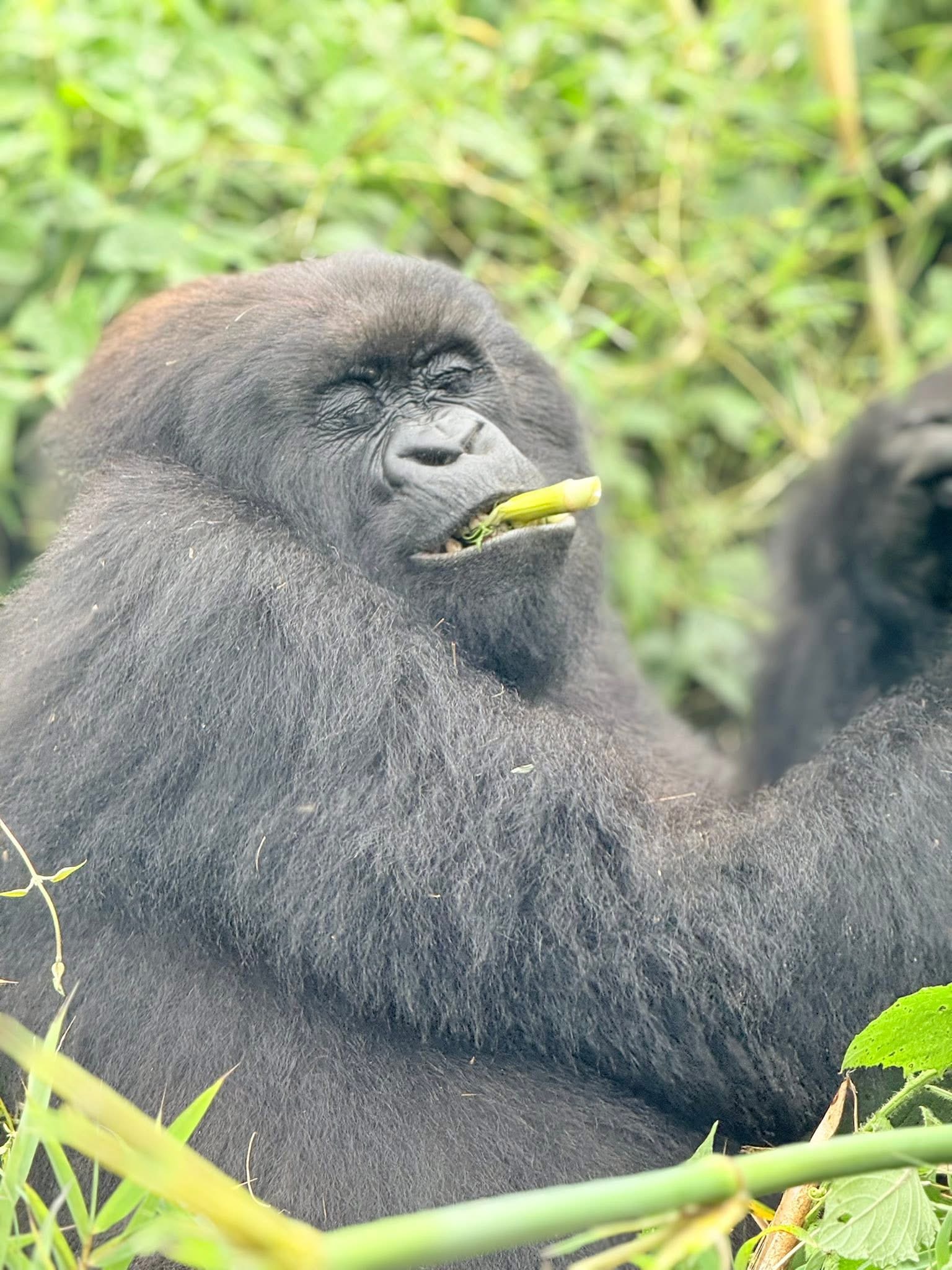 Adult mountain gorilla resting in Rwanda's Volcanoes National Park