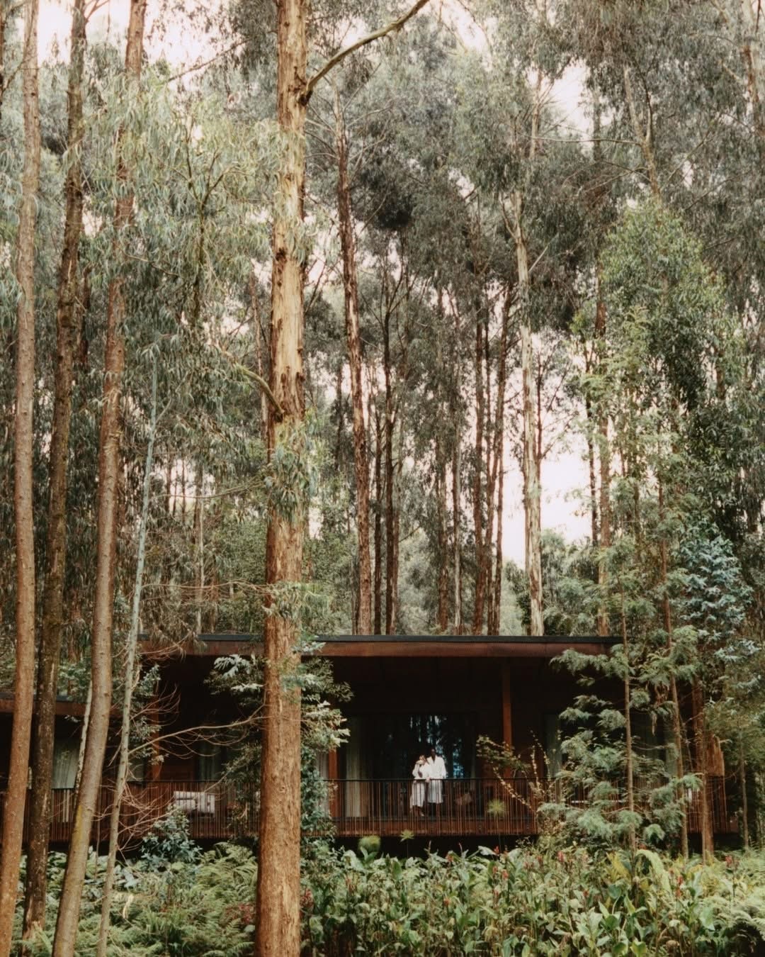 Forest villa nestled among towering eucalyptus trees with couple on veranda Nyungwe Rwanda