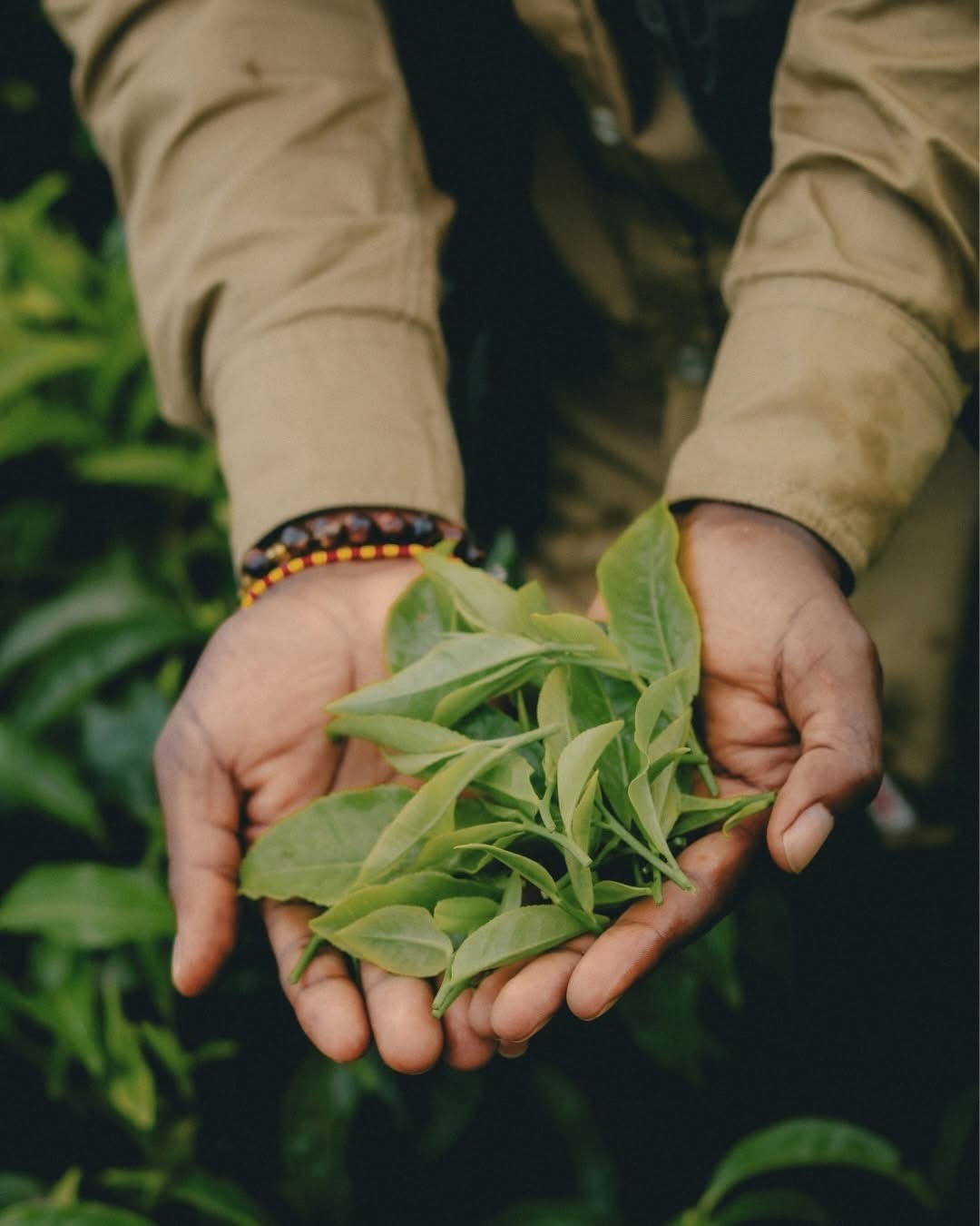 Hands holding freshly picked tea leaves on the hillsides near Nyungwe Forest Rwanda