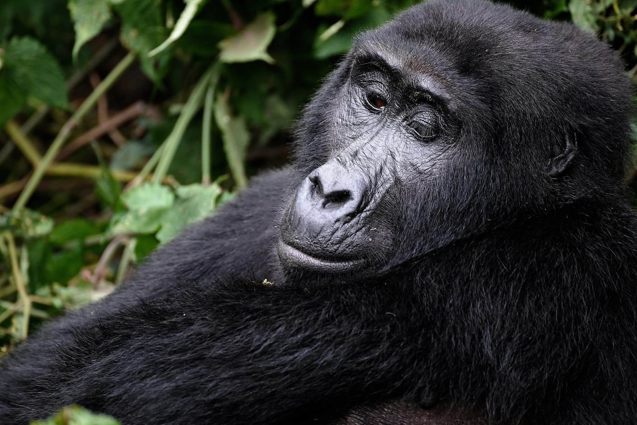 Adult mountain gorilla looking directly at the camera in Bwindi Impenetrable Forest Uganda