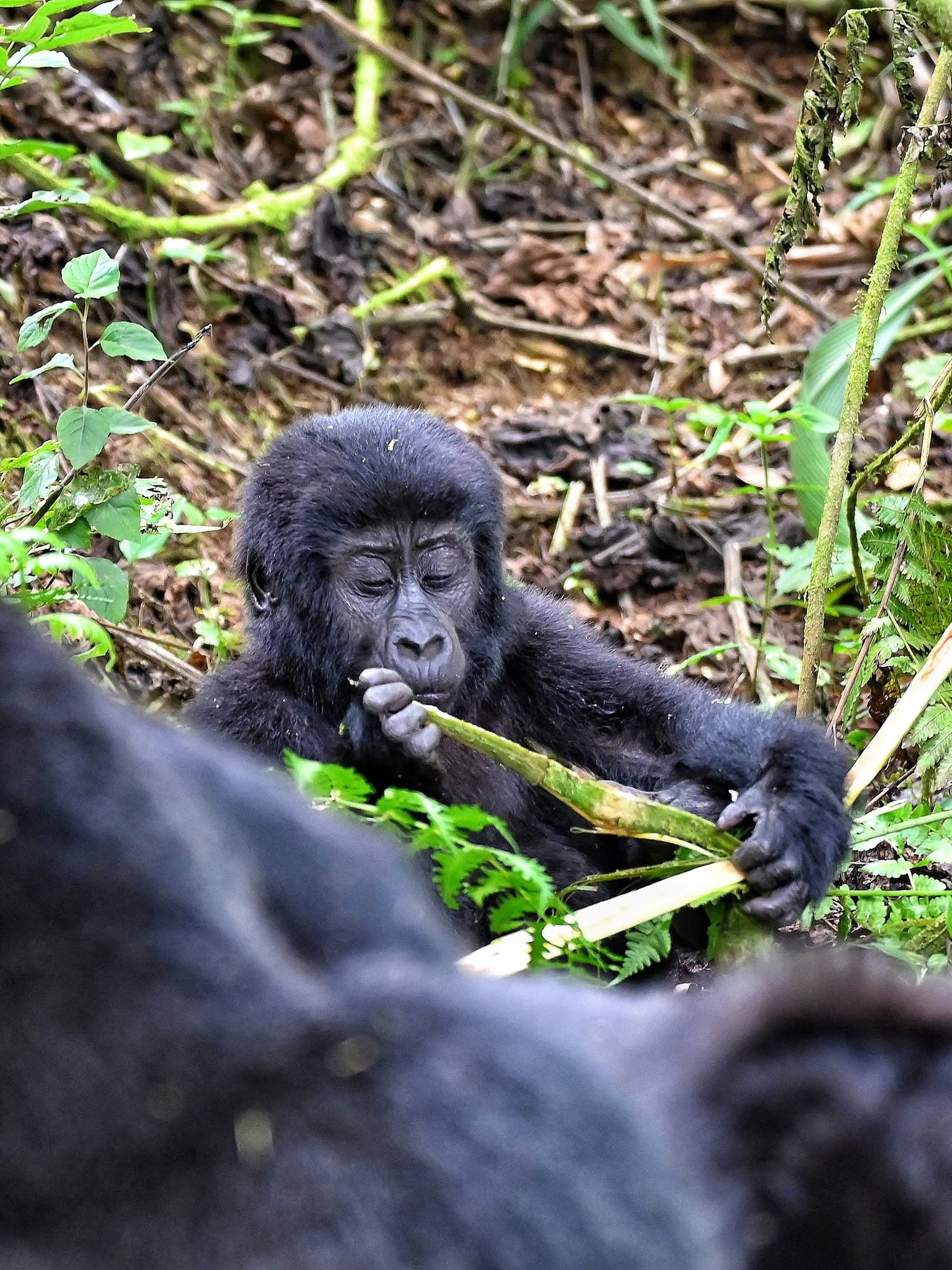 Baby mountain gorilla sitting quietly in the leaf litter of Bwindi Impenetrable Forest Uganda