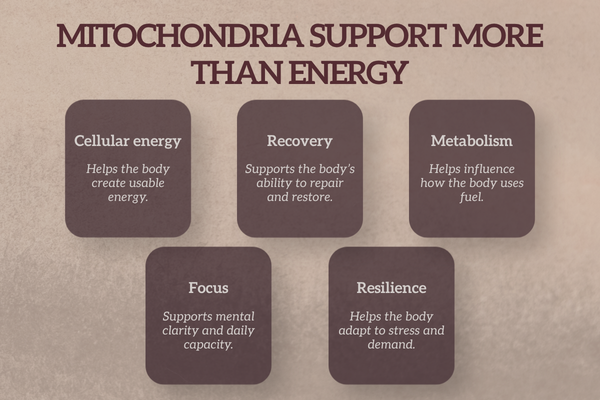 Educational graphic showing how mitochondria support cellular energy, recovery, metabolism, focus, and resilience.