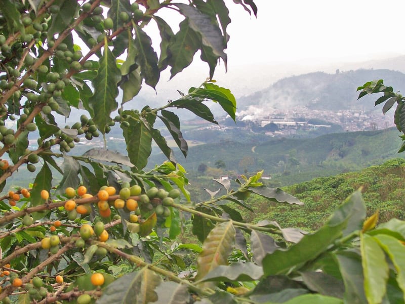Líbano, el último paraíso cafetero de Colombia