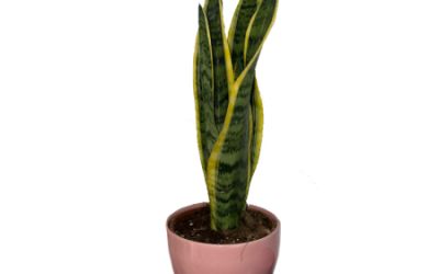 עציץ סנסווריה בכלי