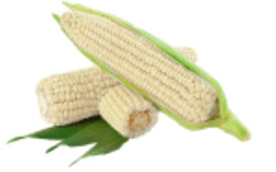 תירס לבן מארז ״סיוון״